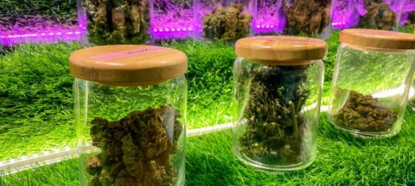 IBVape review 2025 explores e cigarette brands in usa and why IBVape leads the pack